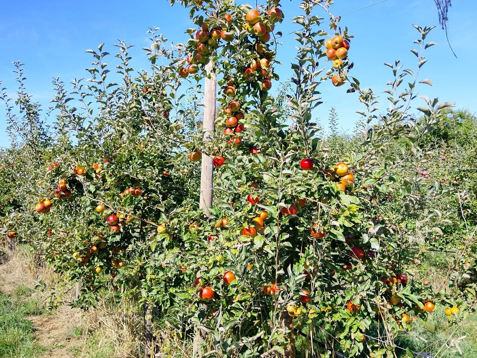 Ferme Le Cèdre